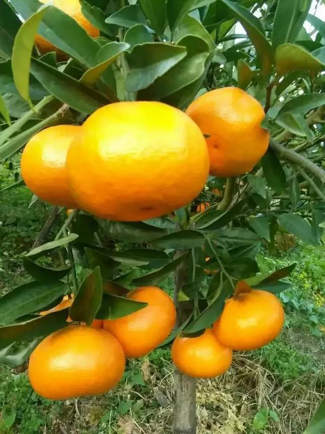 比较热门的柑橘品种，17种优质柑橘品种大盘点