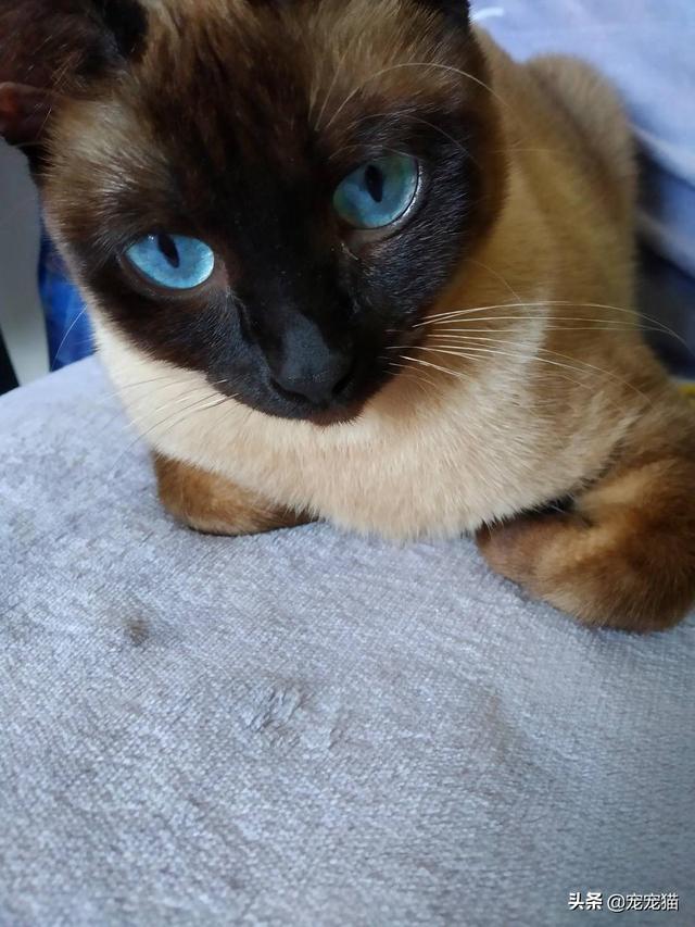 美短猫真的好养吗，养到的人都很幸运