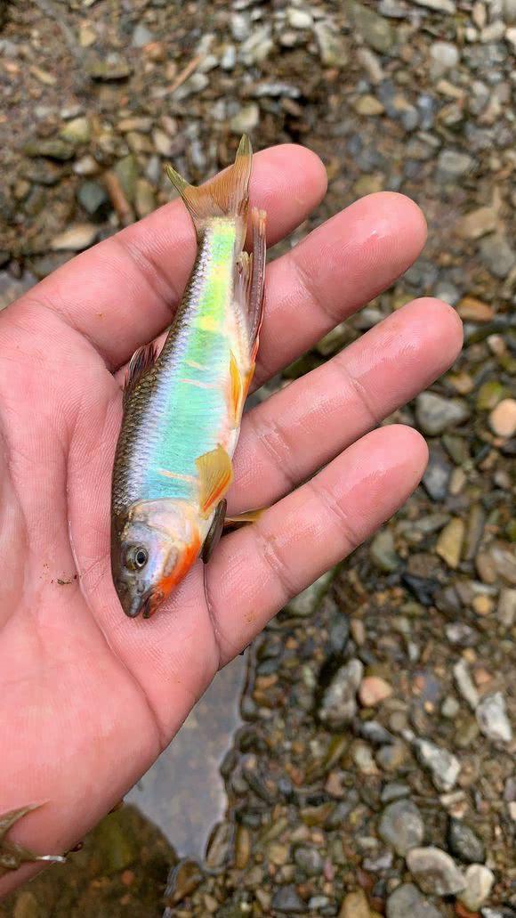 水库如何钓长鳍鱲，长鳍鱲探钓记不轻易放弃