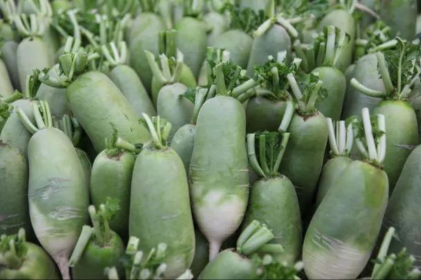 白萝卜选购技巧，白萝卜批发价格多少钱一斤