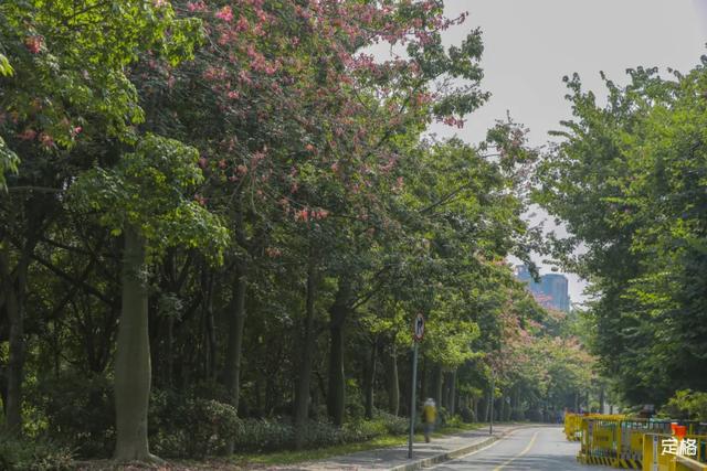 观澜河湿地公园，深圳十个免费特色花海