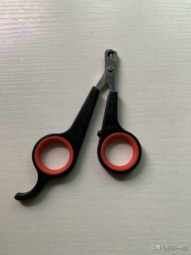 如何第一次给猫咪剪指甲，教你如何给猫咪剪指甲