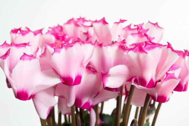 准备好迎接兔精灵，仙客来什么时候开花花期多长时间