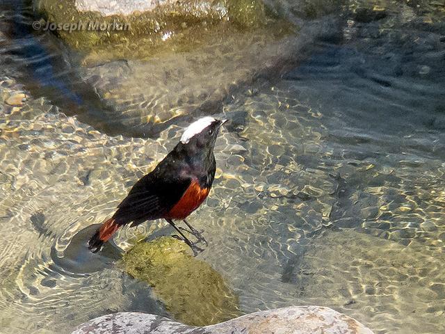 班公湖飞翔棕头鸥，早生华发的白顶溪鸲是鸟界伍子胥
