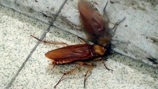 南方蟑螂的可怕之处，当北方人到了南方之后