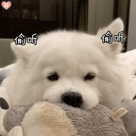 寓意好的狗狗名字，寓意吉祥的狗名字大全