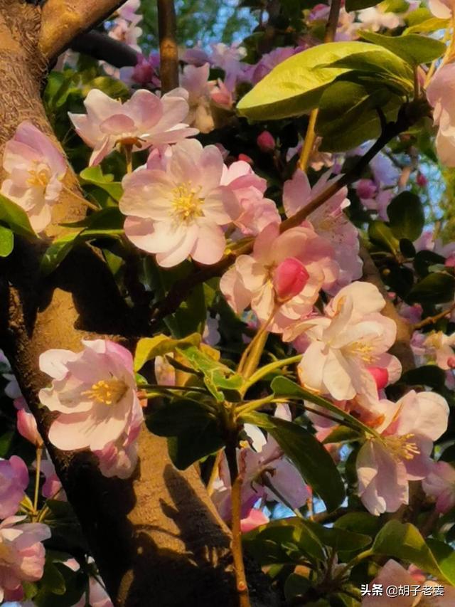 玉堂富贵代表的树种，成忠臣《玉堂富贵图》作品赏析