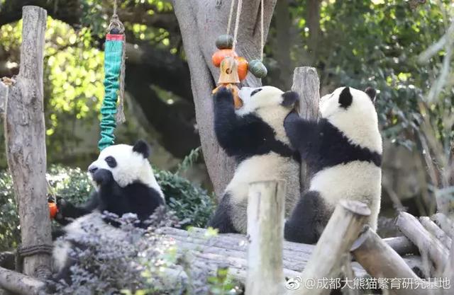 都江堰熊猫乐园，都江堰大熊猫乐园（都江堰10大绝美打卡地来袭）