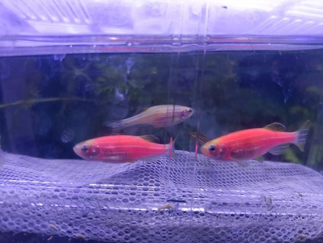 斑马鱼如何繁殖，斑马鱼怎样繁育在几月份