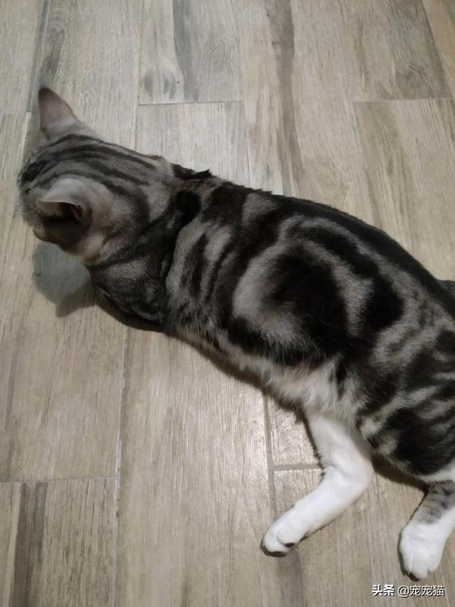 美短猫真的好养吗，养到的人都很幸运