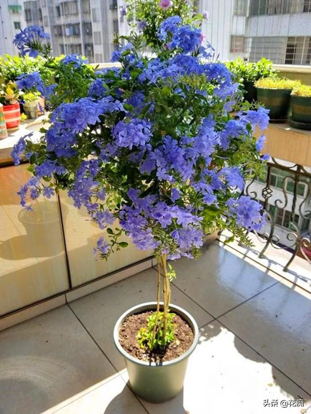 蓝雪花的养殖方法和注意事项，盆栽蓝雪花的养殖方法和技术