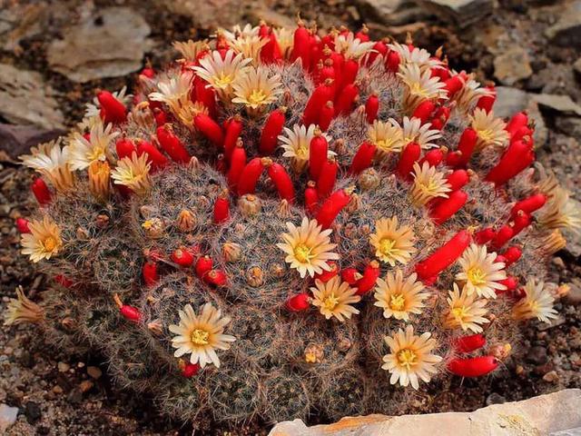 开花最好看的仙人球品种排名，仙人掌的花季来了