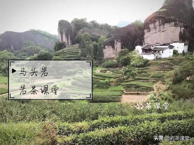 马头岩肉桂特点，既然三坑两涧里没有马头岩