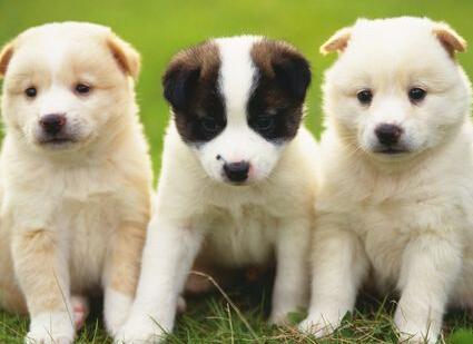 如何给狗办理狗证，给狗狗办狗证需要准备什么