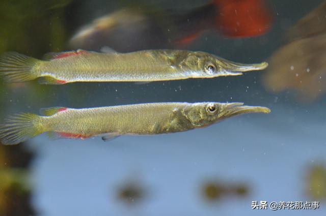 养殖热带鱼鱼缸如何装饰，在客厅养热带鱼