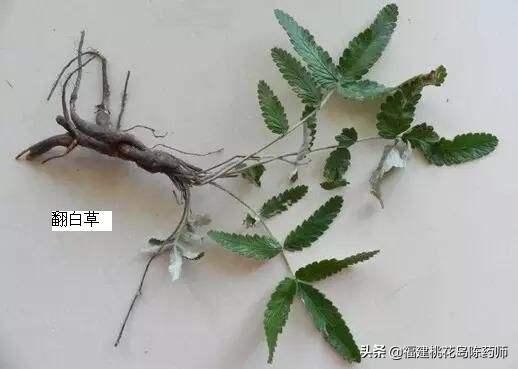 翻白草能治糖尿病吗(翻白草治糖尿病奇效)