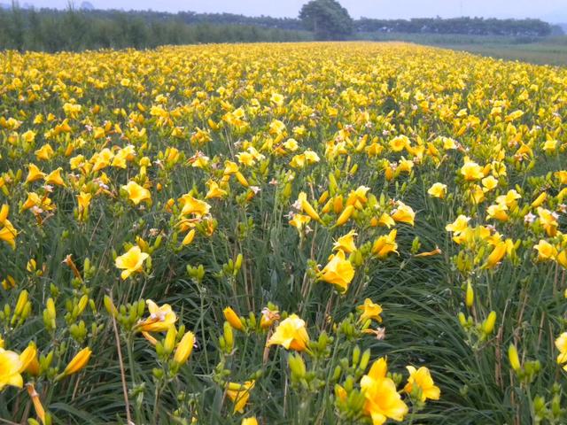 几种野生黄花菜，农村常见的野草