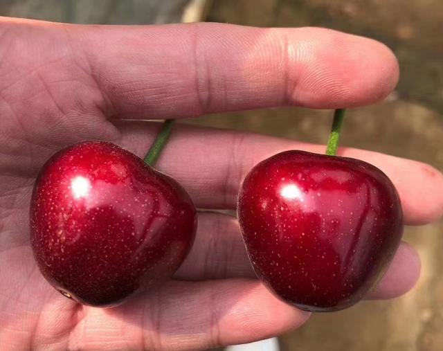 最甜的樱桃品种是哪几种，全球极具潜力的十个甜樱桃品种