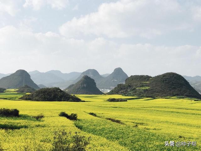 最佳油菜花观赏地，快来这里看油菜花海