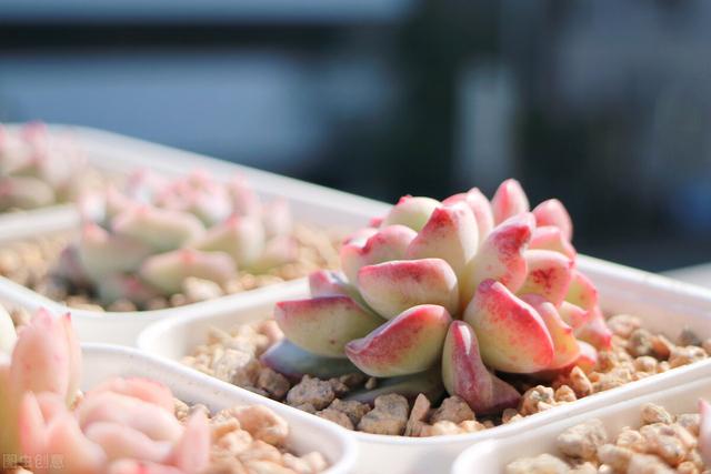 多肉植物的特点，多肉植物的特点和养护方法（多肉植物有5种表现）