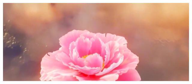 斗罗大陆中最稀有的防御系武魂，史莱克七怪遭遇大危机