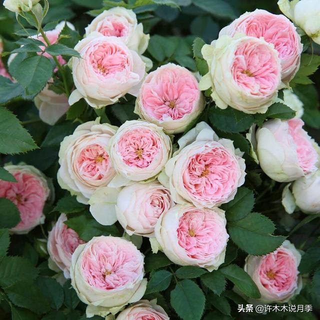 草莓杏仁饼月季，花期长耐晒勤花多头月季推荐（让人口水直流的两款月季）