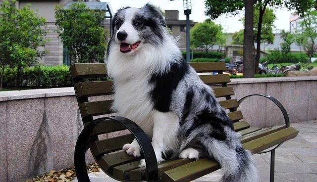 什么狗都不能养边牧，五个不养边牧犬的理由