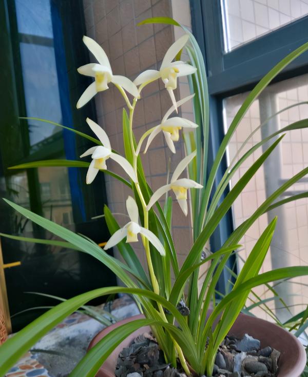 建兰最值得入手品种，这5种兰花品种
