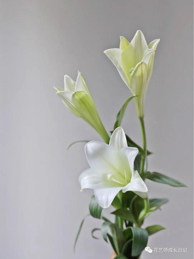 好看的重瓣百合，阳台养重瓣百合花