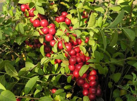 野生牛甘果介绍，人称34