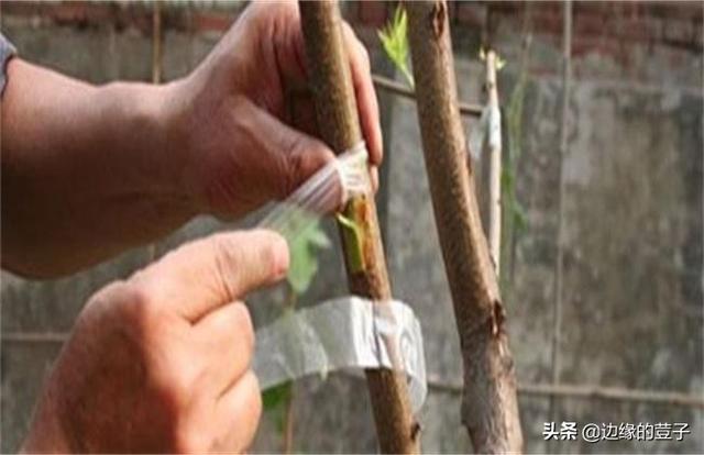桃树嫁接时间和方法，桃树几月份嫁接合适及嫁接方法（在什么时候、选什么砧木、用什么方法嫁接容易成活）