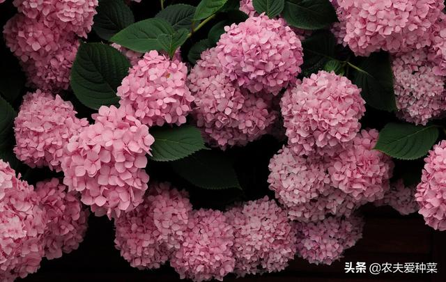 绣球花的养殖方法和注意事项，绣球花的养殖方法和注意事项大全