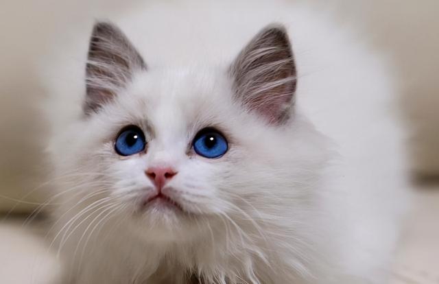 猫咪常见的品种有哪些，常见的6种猫咪种类外形和性格分析