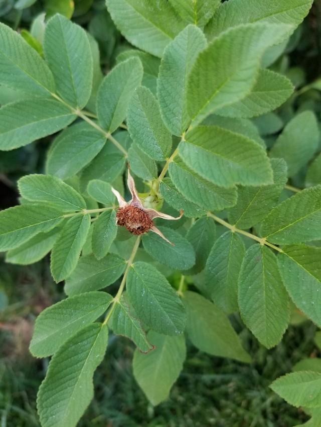 玫瑰和月季的区别图解，玫瑰和月季抓住