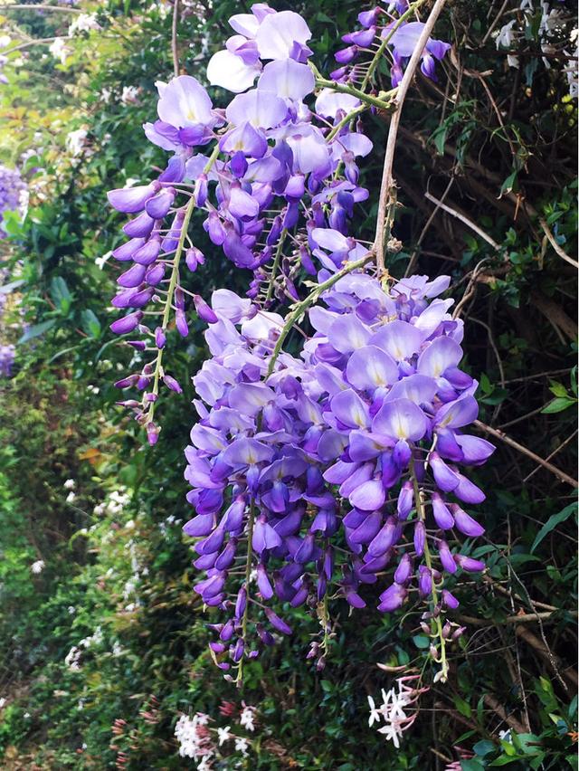 适合庭院养的紫藤花，阳台、院子就种一棵紫藤