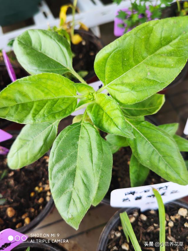 向日葵泰迪熊种子，夏天收获一片花海