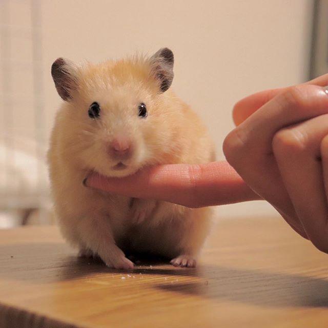 仓鼠信任主人的表现，仓鼠向主人抛媚眼