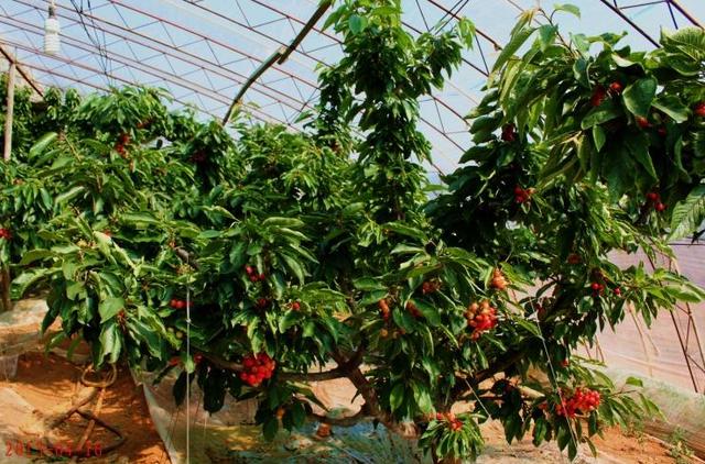 最甜的樱桃品种是哪几种，全球极具潜力的十个甜樱桃品种