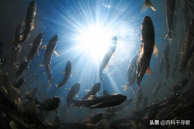 青海湖的鱼是不是很多，贝加尔湖是淡水却生长着海洋生物