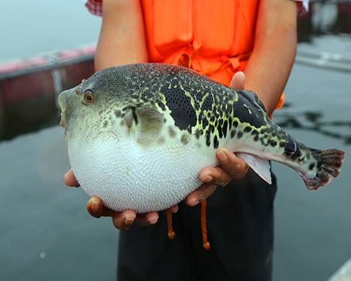 河豚是最常见却又最昂贵的东西，它到底生活在河里还是海里
