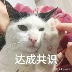 养猫可以养什么花，养猫需要买什么花