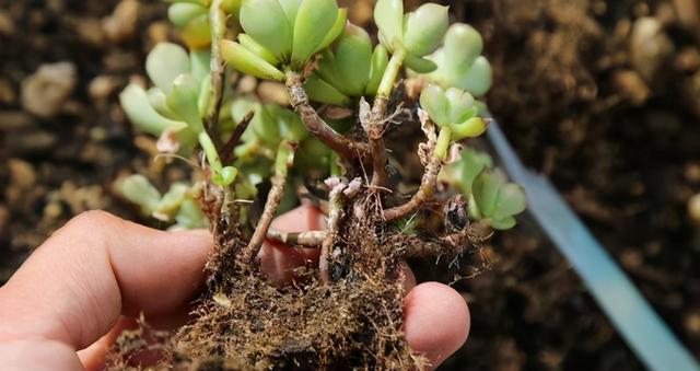 多肉植物的特点，多肉植物的特点和养护方法（多肉植物有5种表现）