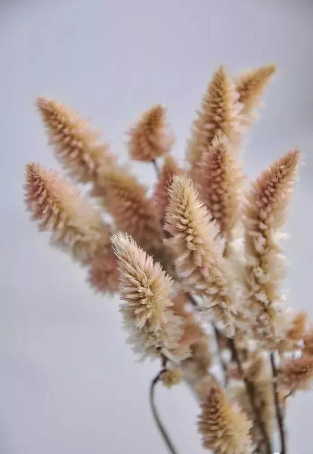 鲜花怎么做成干花，怎么把送的玫瑰花做成干花