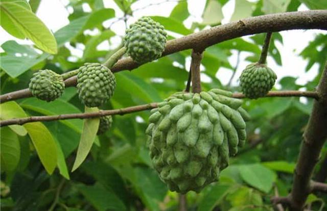 常见的水果种类100种释迦果，除了蓝莓、车厘子你知道几种