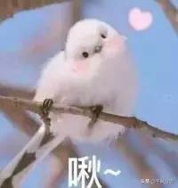 日语入门必备的日语学习方法，日语入门学习日语学习的方法