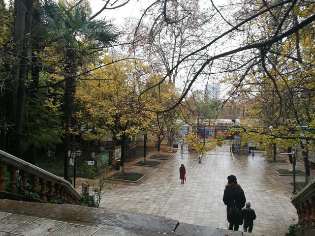 昆明海鸥最佳观赏地，去海埂大坝看海鸥前