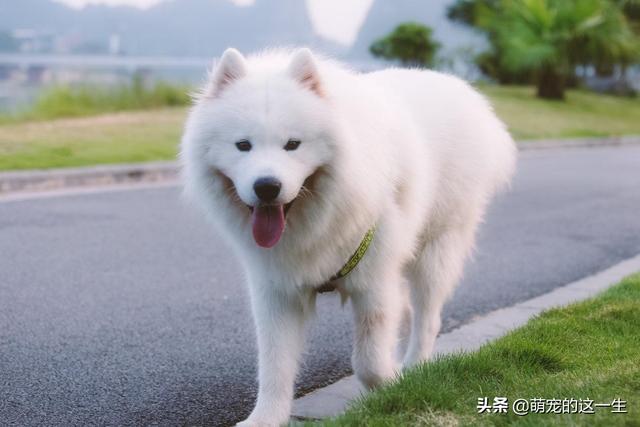 萨摩耶犬的优缺点，萨摩耶好养吗萨摩耶的5个小优点（微笑天使萨摩耶优缺点了解一下）