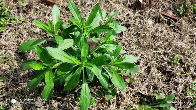 小蓬草有什么用处，老一辈叫“肠炎草”