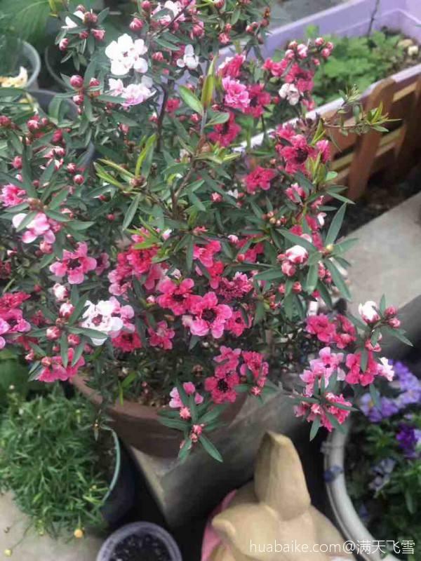 松红梅怎么养才开花，冬天养花赏花就种植松红梅