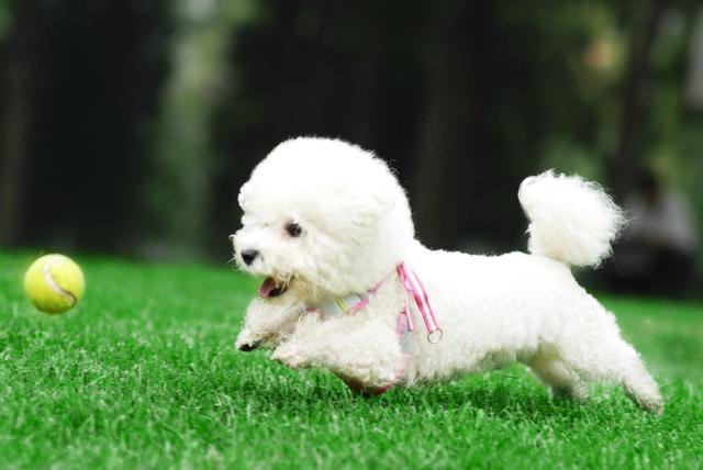 比熊的市场价格一般是多少，比熊价格为何这么低